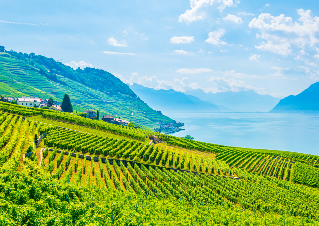 Wine Festivals in Switzerland Swiss Or Miss